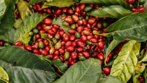 Coffee plantation 21600X900