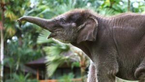 elephant-park10-1600X900