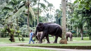 elephant-park2-1600X900