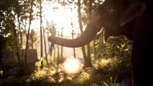 elephant-park4-1600X900