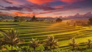 jatiluwih1-1600x900